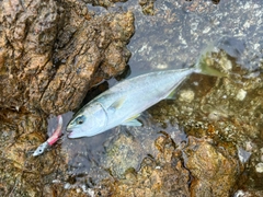ツバスの釣果