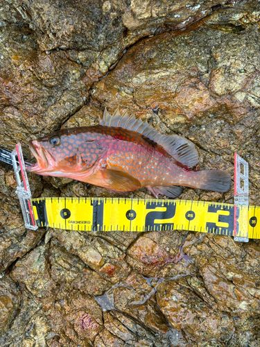 キジハタの釣果