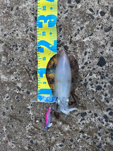 アオリイカの釣果