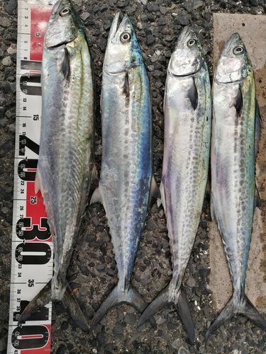 サゴシの釣果