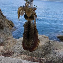 アオリイカ