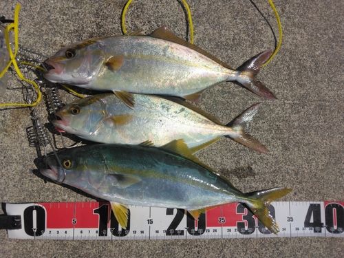 ショゴの釣果