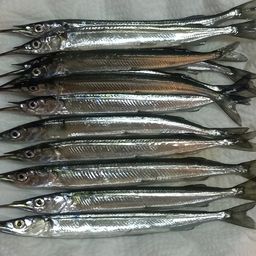 サヨリ