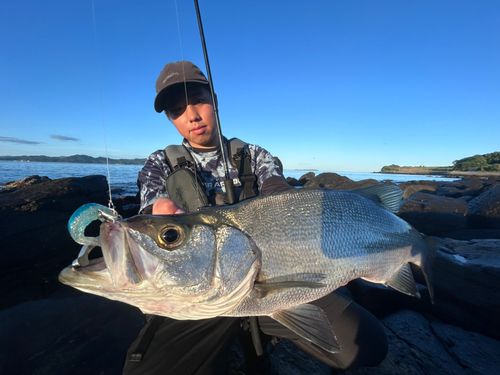 ヒラスズキの釣果