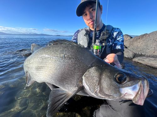 ヒラスズキの釣果