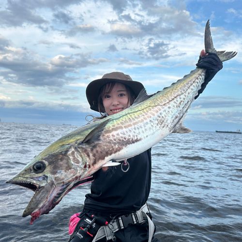 サワラの釣果