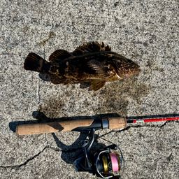 タケノコメバル