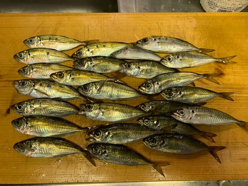 アジの釣果