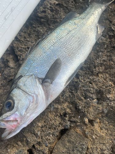 ヒラスズキの釣果