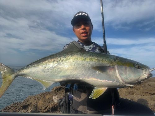 ヤズの釣果