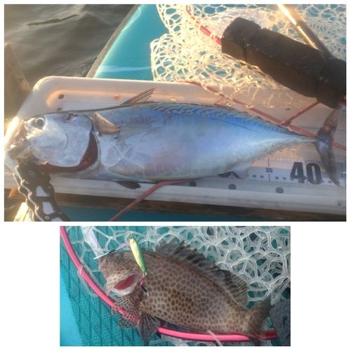 ヒラソウダの釣果