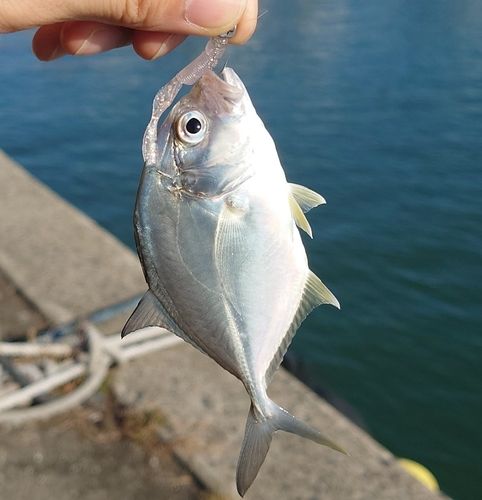 メッキの釣果