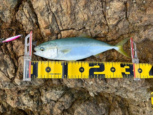 ツバスの釣果