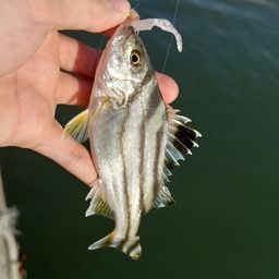 コトヒキ