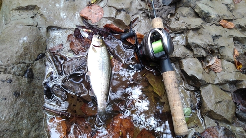 ニジマスの釣果