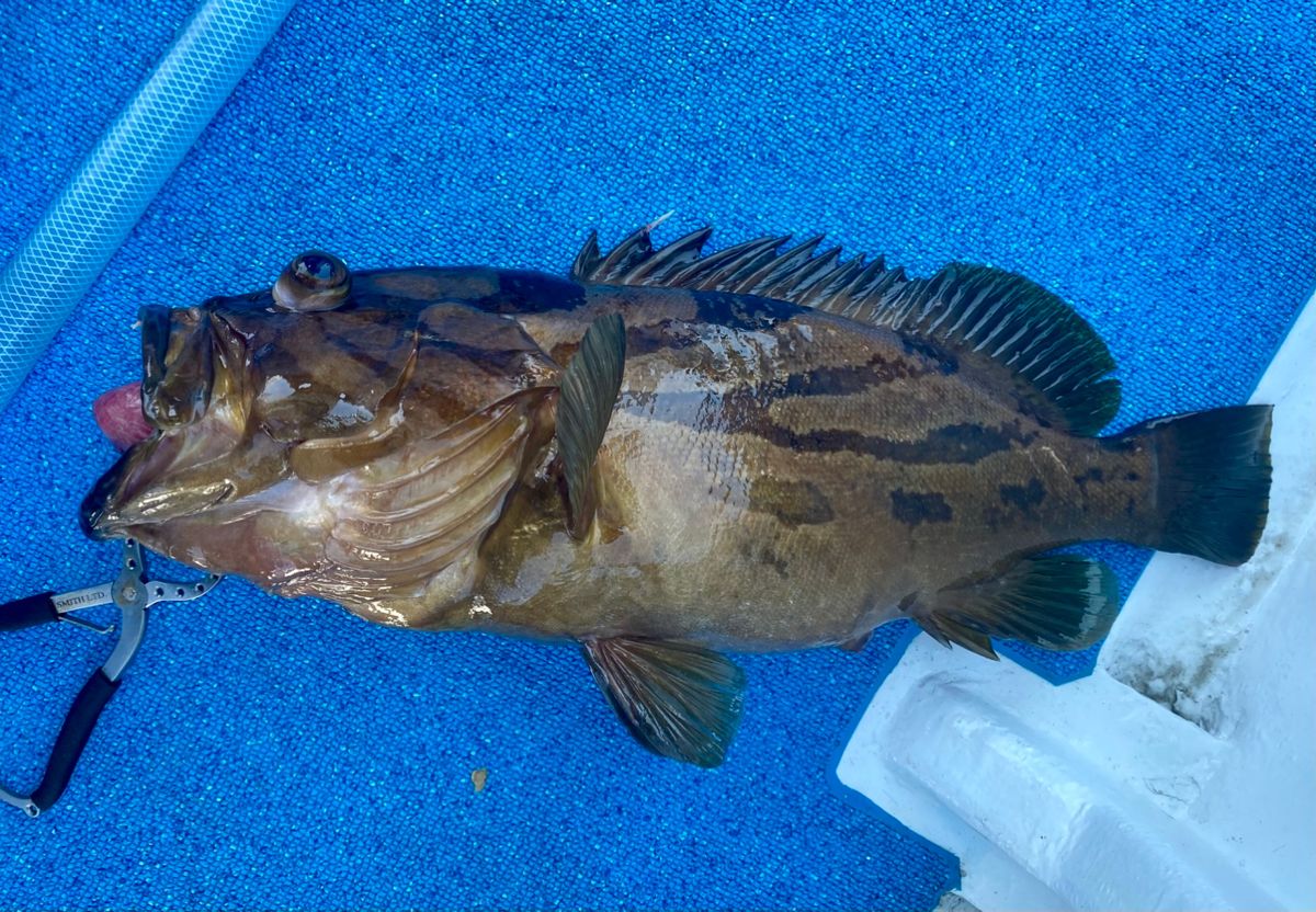 オトコマエさんの釣果 2枚目の画像