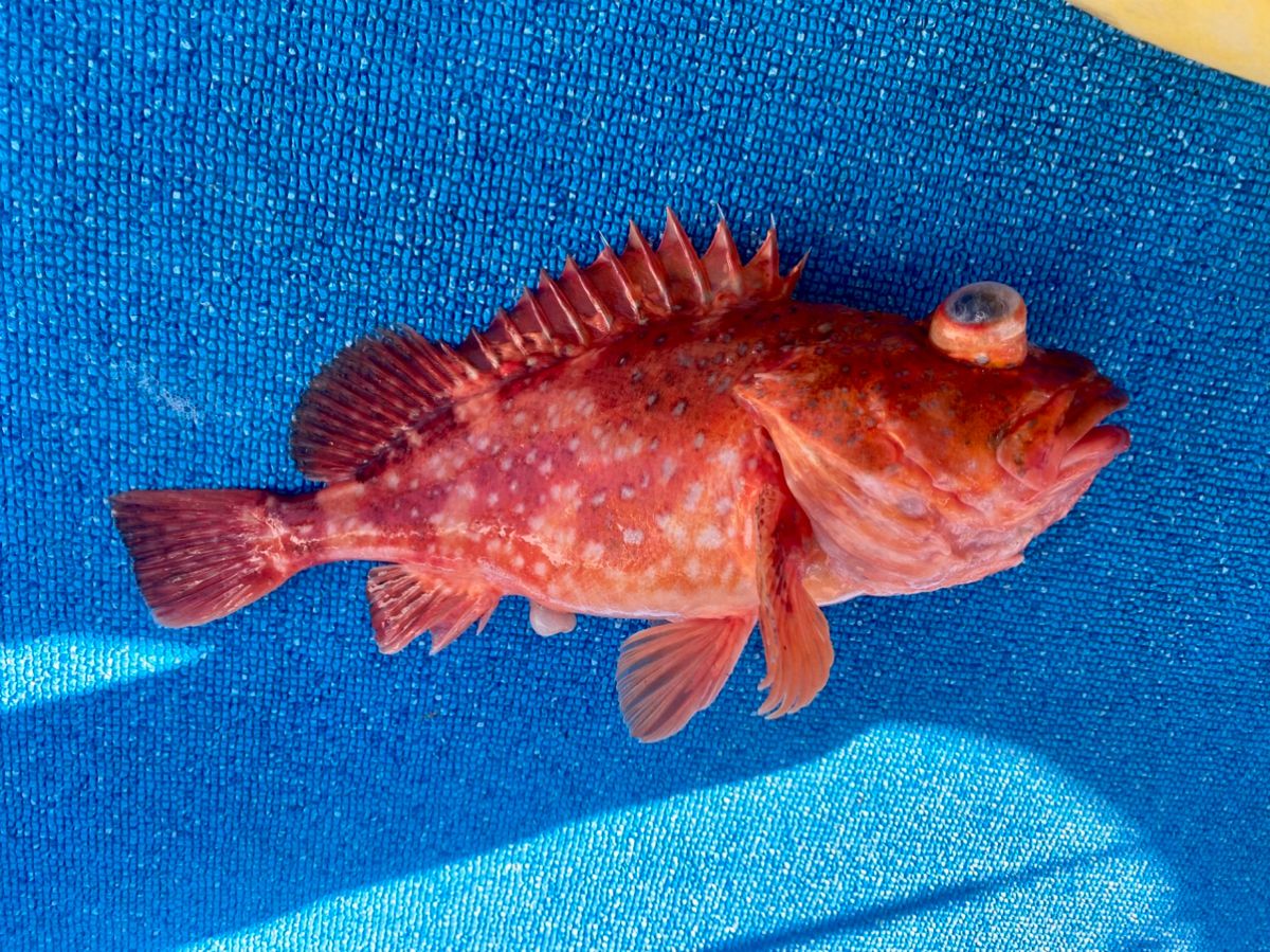 オトコマエさんの釣果 1枚目の画像