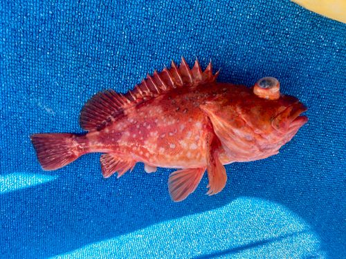 ウッカリカサゴの釣果