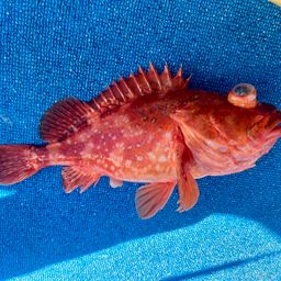 ウッカリカサゴ