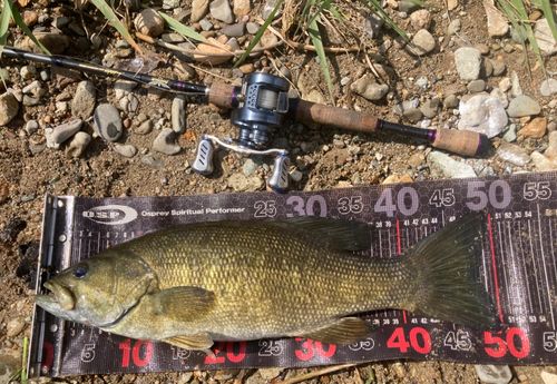 スモールマウスバスの釣果