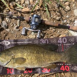 スモールマウスバス