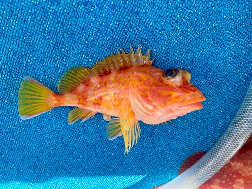 アヤメカサゴの釣果