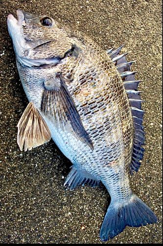 チヌの釣果