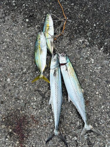 サゴシの釣果