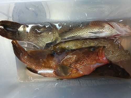 キジハタの釣果