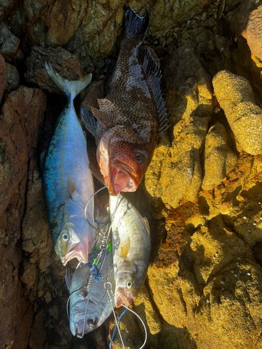 オオモンハタの釣果