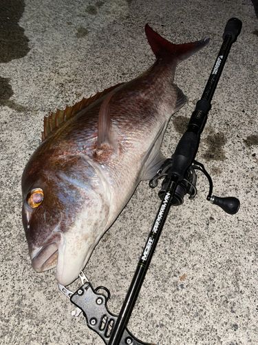 釣果