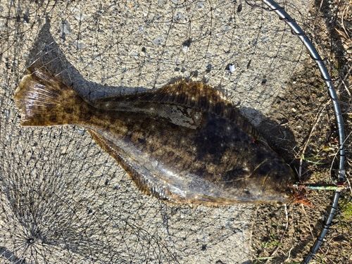 ヒラメの釣果
