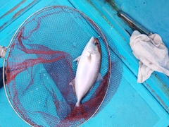 カンパチの釣果