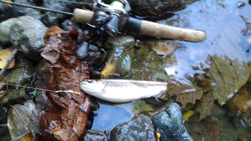 ニジマスの釣果