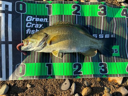 スモールマウスバスの釣果