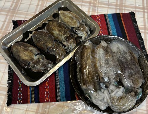 イカの釣果