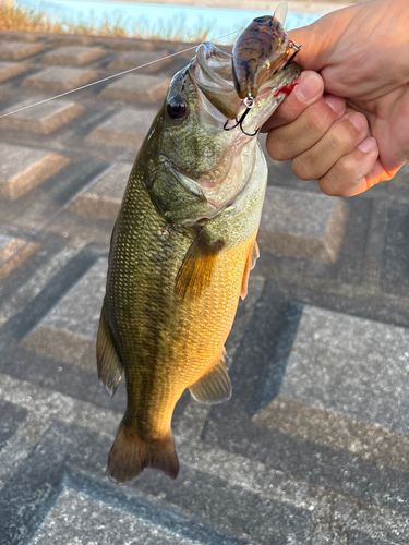 ラージマウスバスの釣果