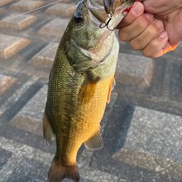 ラージマウスバス