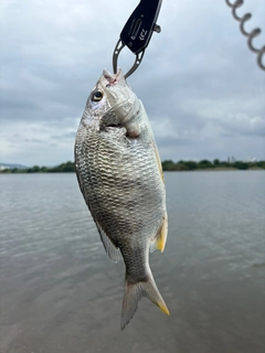 キビレの釣果