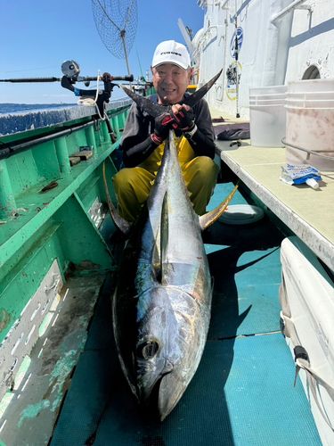 カンパチの釣果