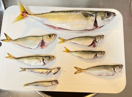 サバの釣果