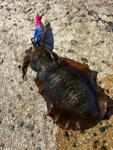 アオリイカの釣果