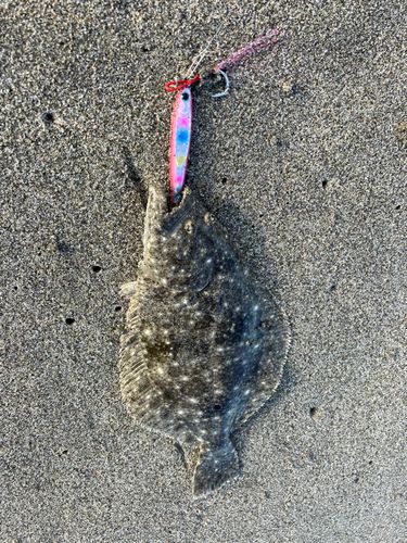 ヒラメの釣果