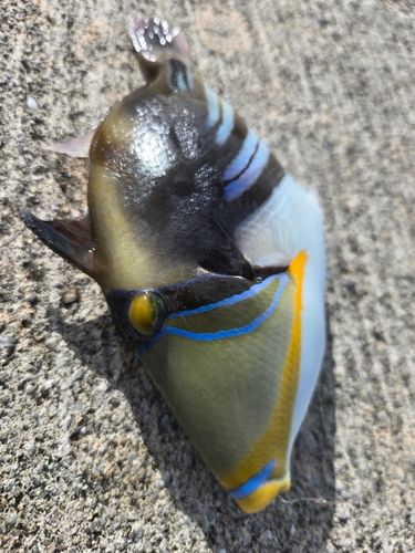 ムラサメモンガラの釣果