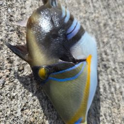 ムラサメモンガラ