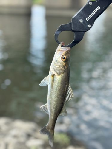 セイゴ（マルスズキ）の釣果