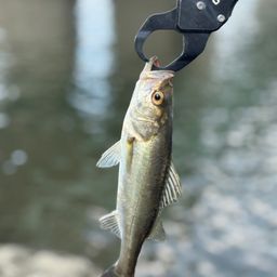 セイゴ（マルスズキ）