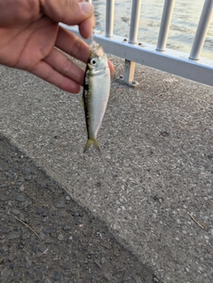 サッパの釣果