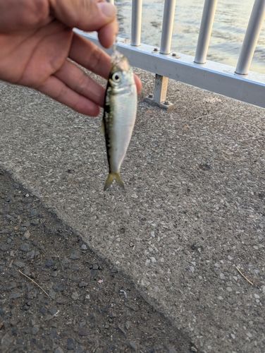サッパの釣果