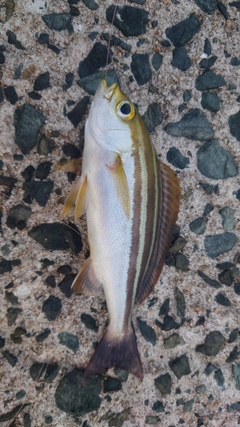 イサキの釣果